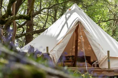 a white tent in a forest with trees at Cuddfan Bach (The Little Hideaway) at Camp Plas in Welshpool