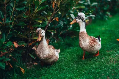 two ducks standing in the grass near a bush at Plas Robin in Montgomery
