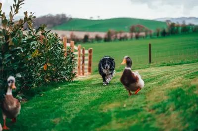 a dog walking down a field with two ducks at Plas Robin in Montgomery