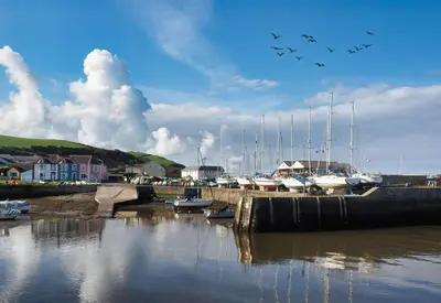 a group of birds flying over a marina with boats at Harries Lodge 2 Aberaeron in Aberaeron