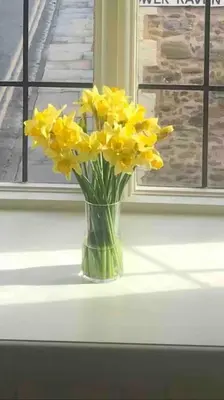 a vase of yellow flowers sitting on a window sill at Grade 2 listed , In the heart of Historic Ludlow. in Ludlow