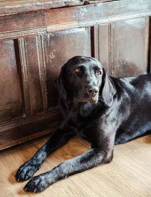 a black dog laying on the floor at The Granary Wales in Kington