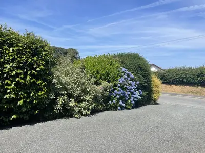 a row of bushes with flowers on the side of a road at Caerhafod Llangrannog in Llanllwchaiarn