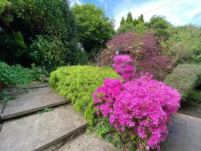 a garden with pink flowers and some bushes at Tamarisk in Clyro