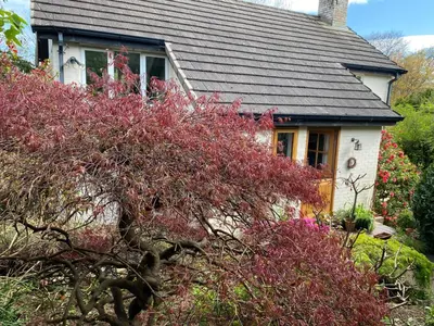 a house with red bushes in front of it at Tamarisk in Clyro