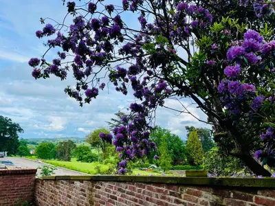 a tree with purple flowers hanging over a brick wall at Apartment at Llanerchydol Hall in Welshpool