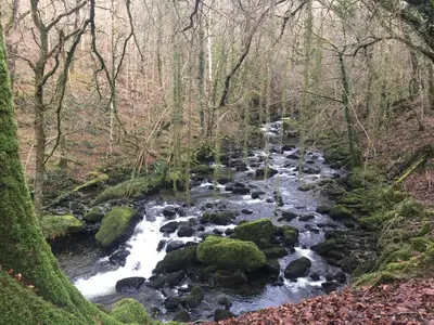 a stream in the woods with rocks and trees at Stunning views of Ynyshir & Southern Snowdonia in Machynlleth
