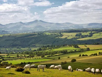 a herd of sheep grazing on a green field at 1 Bed in Talybont-on-Usk oc-a29348 in Talybont