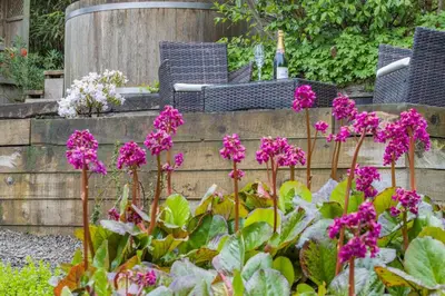 a bunch of purple flowers in a garden at 2 Bed in Knighton oc-t29330 in Felindre