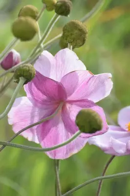 a close up of a pink flower on a plant at Hiraeth Homestay xxx in Llangollen