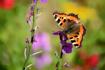 an orange butterfly sitting on a purple flower at Hiraeth Homestay xxx in Llangollen