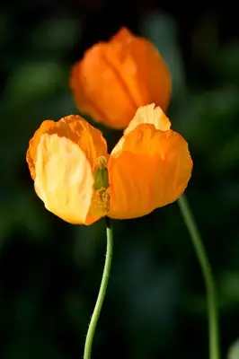 a close up of a orange flower with a green stem at Hiraeth Homestay xxx in Llangollen