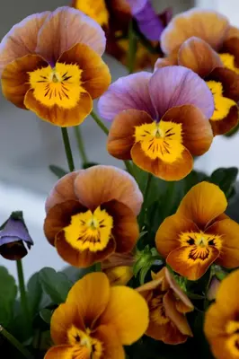 a bunch of different colored flowers in a vase at Hiraeth Homestay xxx in Llangollen