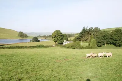 a group of three sheep grazing in a field at Llynhillyn Cottage in Presteigne