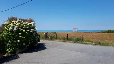 a bush with flowers on the side of a road at Brynarfor near Aberaeron in Llanon