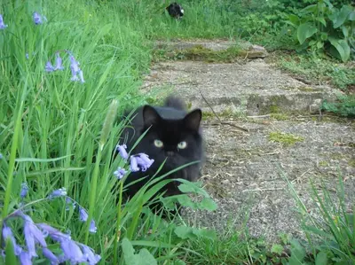 a black cat is walking through some flowers at A Tranquil Retreat for Two in Pont-Robert