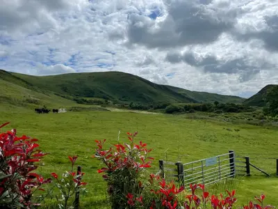 a green field with a fence and horses in the distance at Cosy private Chalet in Tywyn