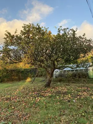 a tree in the middle of a field at Maes Y Neuadd Country House in Talsarnau