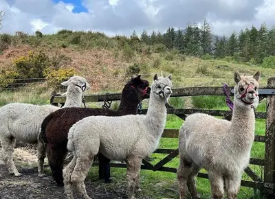 a group of llamas standing next to a fence at Shepherds Hut on Alpaca and working farm in Blaenau-Ffestiniog