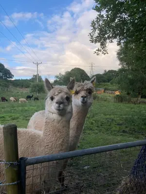 two llamas standing next to a fence in a field at Shepherds Hut on Alpaca and working farm in Blaenau-Ffestiniog