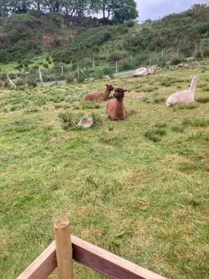 three sheep laying in a field of grass at Shepherds Hut on Alpaca and working farm in Blaenau-Ffestiniog