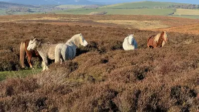 a group of horses standing on a grassy hill at Daisys Place at Middle Farm and Cottages in Picklescott