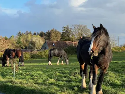 a group of horses grazing in a field at Daisys Place at Middle Farm and Cottages in Picklescott