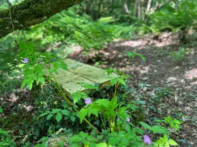 a wooden bench sitting in the middle of a forest at Collen in Llanarth