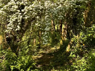 a path in a forest with white flowers at Collen in Llanarth