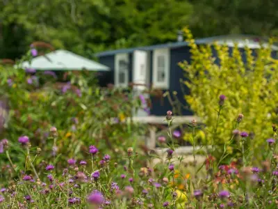 a garden with purple flowers in front of a caravan at Bedwen in Llanarth