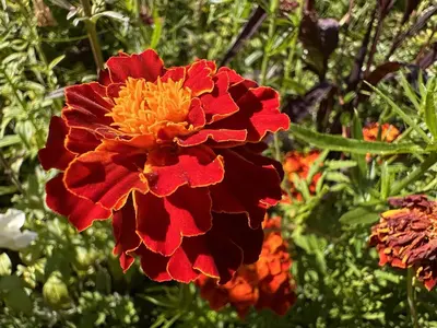 a red and yellow flower in a garden at Bedwen in Llanarth