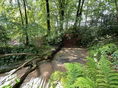 a path through a forest with a fallen tree at Onnen in Llanarth