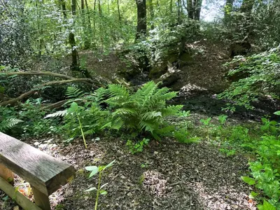 a wooden bench sitting in the middle of a forest at Onnen in Llanarth