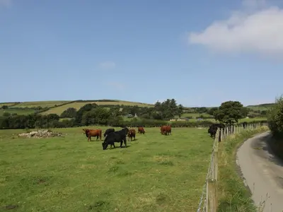 a herd of cows in a field near a road at Dysynni Pod in Tywyn
