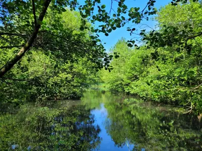 a river in a forest with trees reflecting in the water at Go Eco Glamping in Lampeter