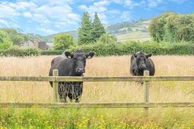 two cows standing in a field behind a fence at 1 Bed in Hay-on-Wye oc-c29788 in Hay-on-Wye
