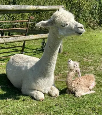 a sheep and a baby lamb sitting in the grass at Acorn Warren in Welshpool