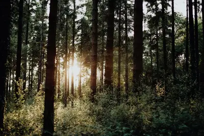 a forest with the sun shining through the trees at Foxglove Lodge in New Quay