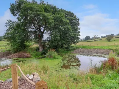 a tree in the middle of a field with a pond at Heron Pod in Oswestry