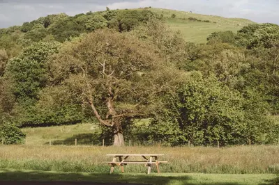 a wooden picnic table in front of a tree at Brecon by Wigwam Holidays in Brecon