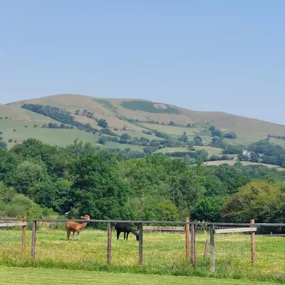 three cows grazing in a field behind a fence at Owl Cabin in Llanbrynmair