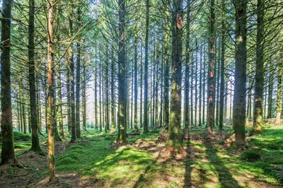 a wooded area with trees and green grass at 1 Bed in Brithdir oc-w30045 in Rhydymain