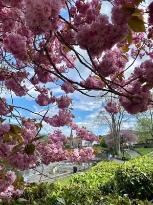 a bunch of pink flowers on trees in a park at Castle View chalet in Llangollen