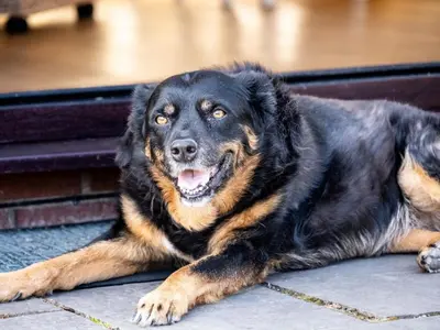 a black and brown dog laying on the floor at 2 Bed in Llandrindod Wells oc-88203 in Llandegley