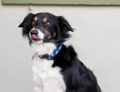 a black and white dog sitting next to a wall at Usk And Railway Inn in Sennybridge