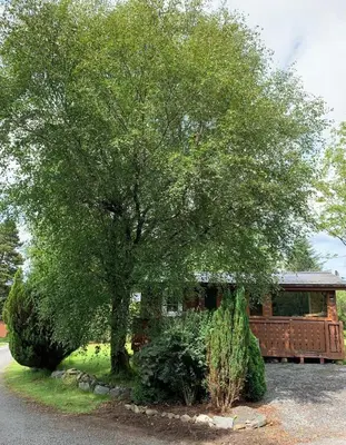 a large tree in front of a house at Fernleys Place in Trawsfynydd