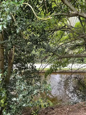 a body of water with a tree and a river at Newydd Lodge with private hot tub in Llangollen