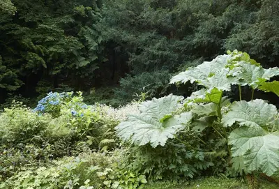 a garden with large green plants and flowers at Bull Hollow Cottage in Shrewsbury