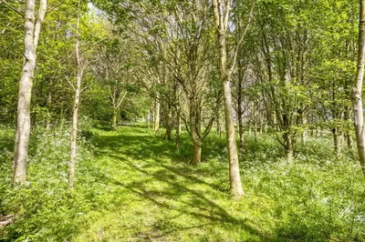 a wooded area with trees and green grass at 1 Little Broomcroft in Shrewsbury