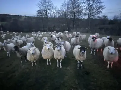 a herd of sheep standing in a field at White Haywood Barn in Hereford